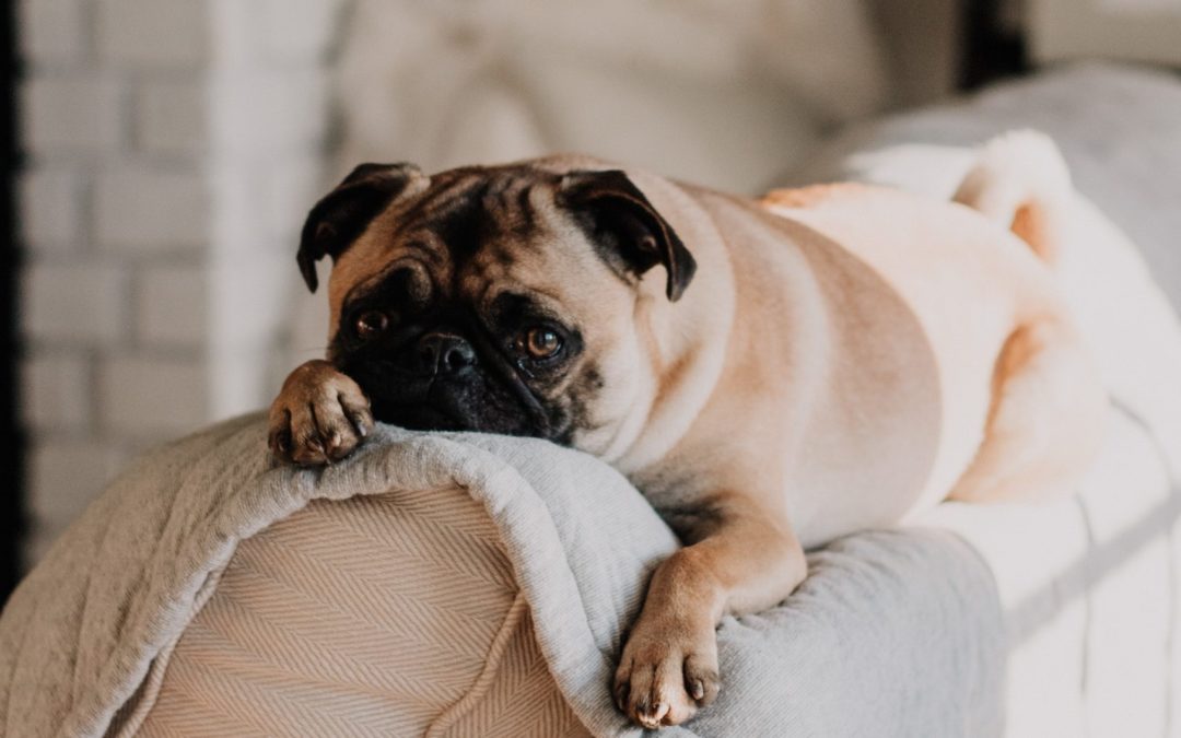 UPDATED HUD GUIDELINES REGARDING SERVICE AND  SUPPORT ANIMALS AND THE   REASONABLE ACCOMMODATION REQUEST IN CONDOMINIUM ASSOCIATIONS AND HOMEOWNERS ASSOCIATIONS